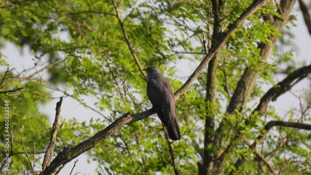 common cuckoo (cuculus canorus) sits on a tree branch in the forest on a blurred green background. natural sound common cuckoo (cuculus canorus) sits on a tree branch in the forest on a blurred green background. natural sound