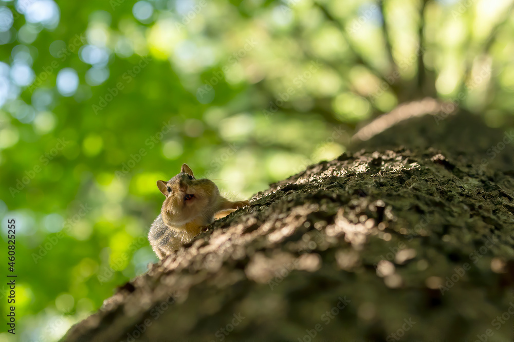 The eastern chipmunk (Tamias striatus) on a tree. The eastern chipmunk is a chipmunk species found in eastern North America The eastern chipmunk (Tamias striatus) on a tree. The eastern chipmunk is a chipmunk species found in eastern North America