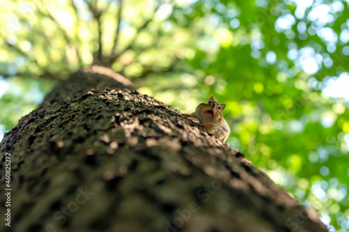 The eastern chipmunk (Tamias striatus) on a tree. The eastern chipmunk is a chipmunk species found in eastern North America