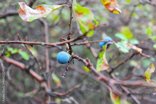 juniper berry on bransch  photo