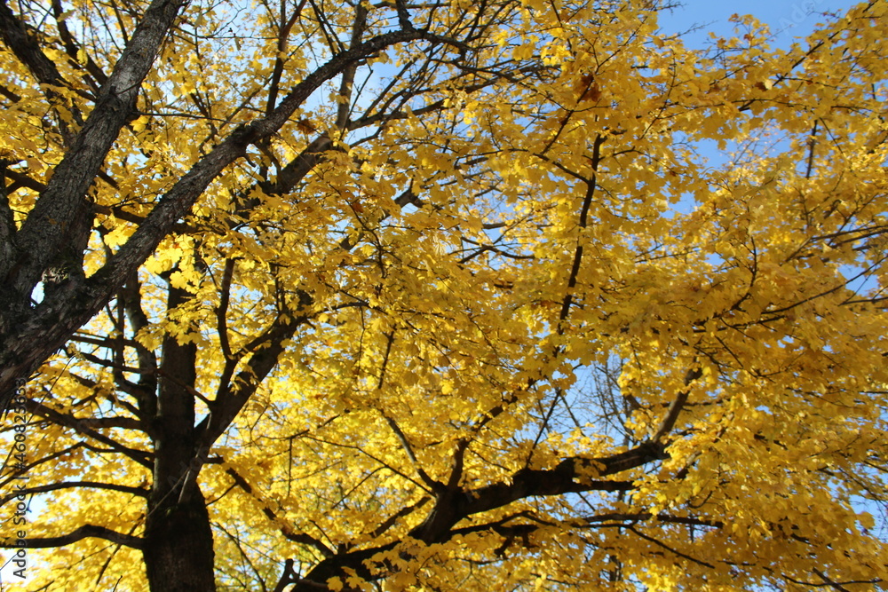 autumn yellow maple leaves on a tree against a blue sky background autumn yellow maple leaves on a tree against a blue sky background