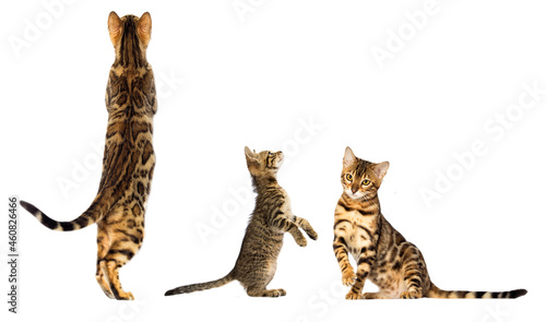 set of cats on white background