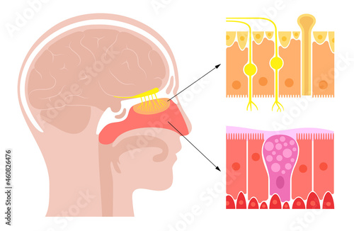 nasal cavity anatomy