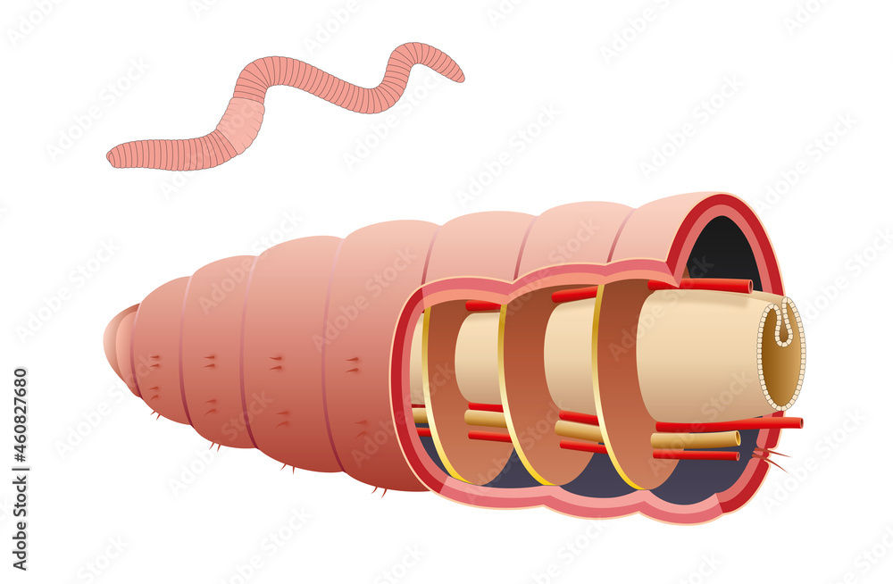 Earthworm septum is a membrane that is flexible enough to allow for contraction of the internal muscles Earthworm septum is a membrane that is flexible enough to allow for contraction of the internal muscles