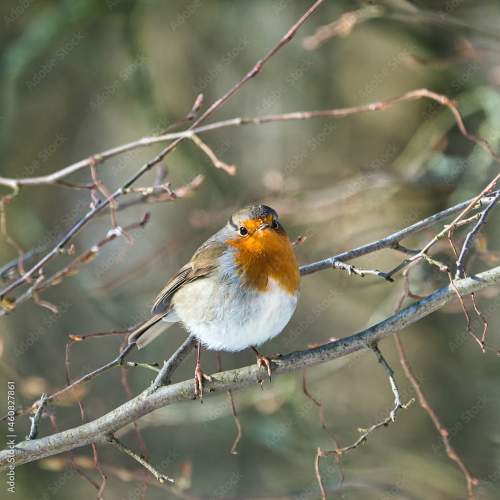 Fototapeta premium single robin at a sunny and cold winterday on a tree