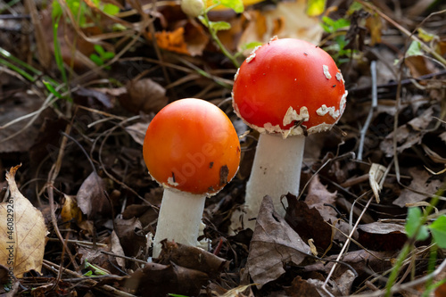 Two Amanita muscaria mushrooms, a red young mushroom grows in the forest in autumn. Poisonous hallucinogenic mushroom, treatment of worms for wild animals