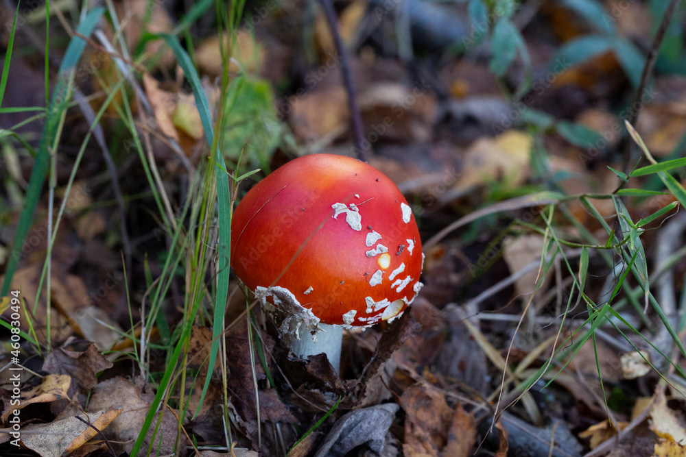 Mushroom Amanita muscaria, a red young mushroom grows in the forest in autumn. Poisonous hallucinogenic mushroom, treatment of worms for wild animals Mushroom Amanita muscaria, a red young mushroom grows in the forest in autumn. Poisonous hallucinogenic mushroom, treatment of worms for wild animals