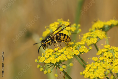 Obraz na plátne Closeup on the Common wasp , Vespula vulgaris