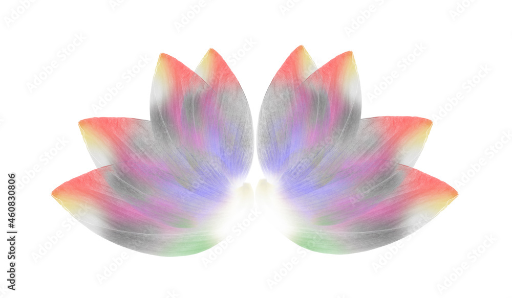 Fototapeta premium art of Lotus petal on white background
