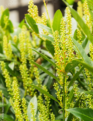 Fotografija Selective focus shot of the yellow Soft Caress Mahonia Accent Shrub blooming in