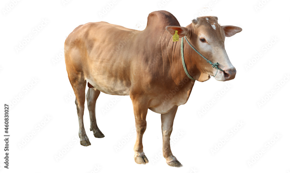 ox bull looking straight ahead isolated on white ox bull looking straight ahead isolated on white
