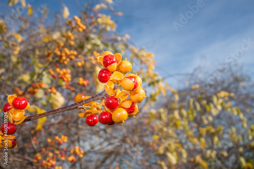 Foto Colorful bittersweet vine in autumn with red berries, sometimes considered an invasive species