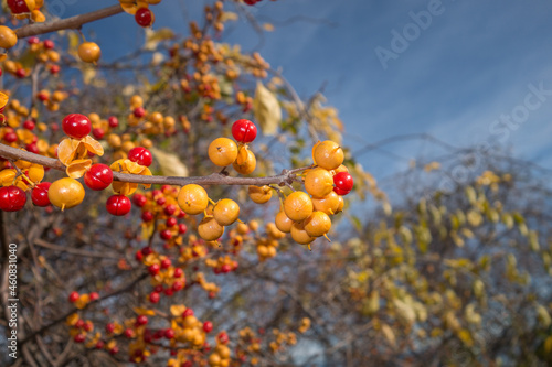 Colorful bittersweet vine in autumn with red berries, sometimes considered an invasive species.