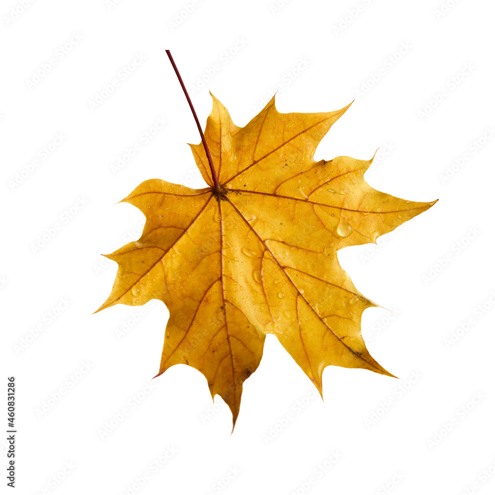 Obraz premium Autumn maple leaf isolated on white background