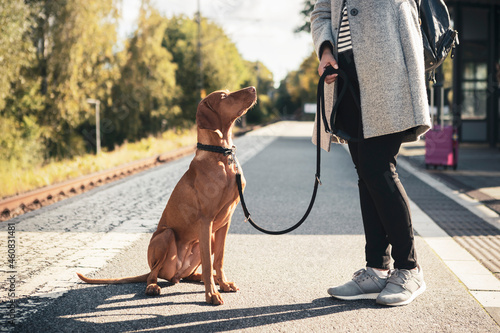 Brown Vizsla dog looking at female owner on railroad station photo