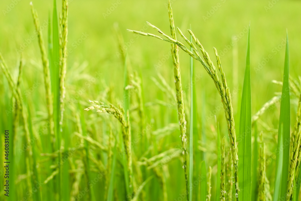 Green ears of rice tree paddy in the agriculture field in evening close-up. Green ears of rice tree paddy in the agriculture field in evening close-up.