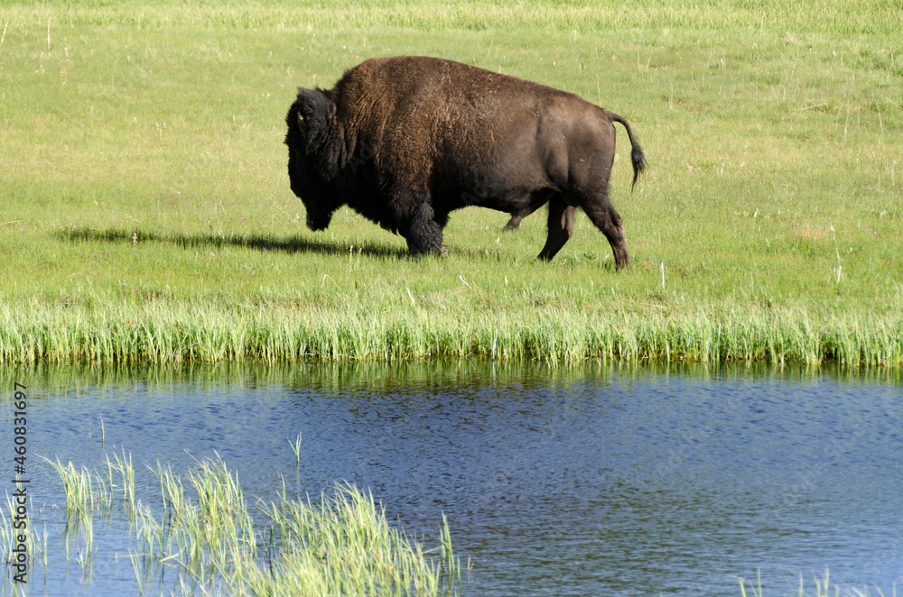 bison change the fur in Yellowstone National Park in Wyoming bison change the fur in Yellowstone National Park in Wyoming