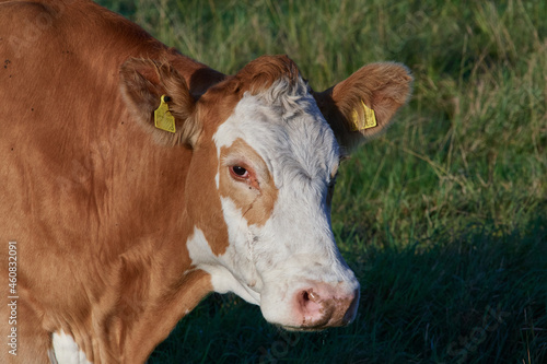 Uckermärker Rinder auf der Weide  © Karin Jähne