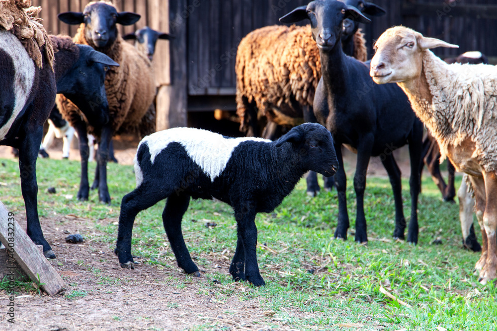 Obraz premium sheep and lamb on a farm in Brazil. With the pasture background and their house