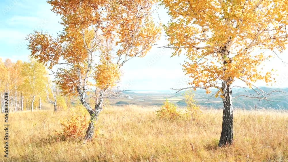 The leaves of autumn birches in golden color move from the wind. Autumn time, sun and golden autumn. Khakassia The leaves of autumn birches in golden color move from the wind. Autumn time, sun and golden autumn. Khakassia