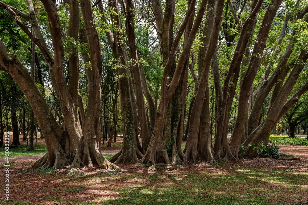 Obraz premium Partial view of the trunks of several trees with exposed roots growing in the middle of the forest. 