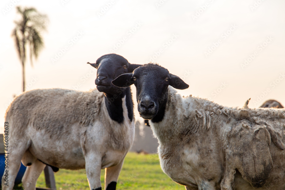 Fototapeta premium sheep and lamb on a farm in Brazil. With the pasture background and their house