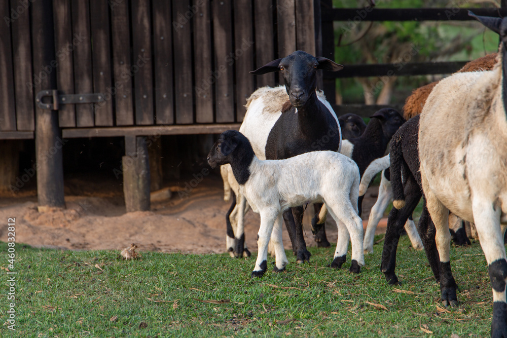 Fototapeta premium sheep and lamb on a farm in Brazil. With the pasture background and their house