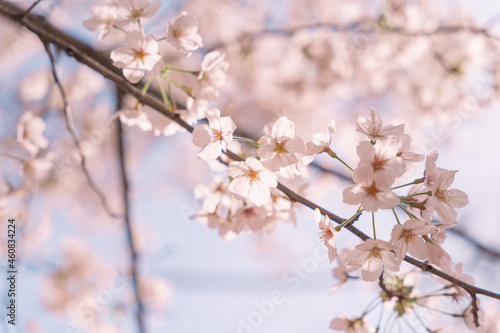 벚꽃6 © 성문 최