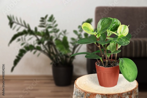 Exotic green houseplant in pot indoors on wooden coffee table