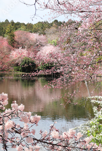 Blooming sakura trees in Rokuon-ji complex, Kyoto, Japan photo