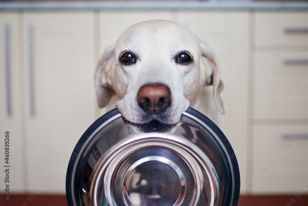 Cute labrador retriever is carrying dog bowl in his mouth. Hungry dog with  sad eyes is waiting for feeding at home kitchen.. Stock Photo | Adobe Stock