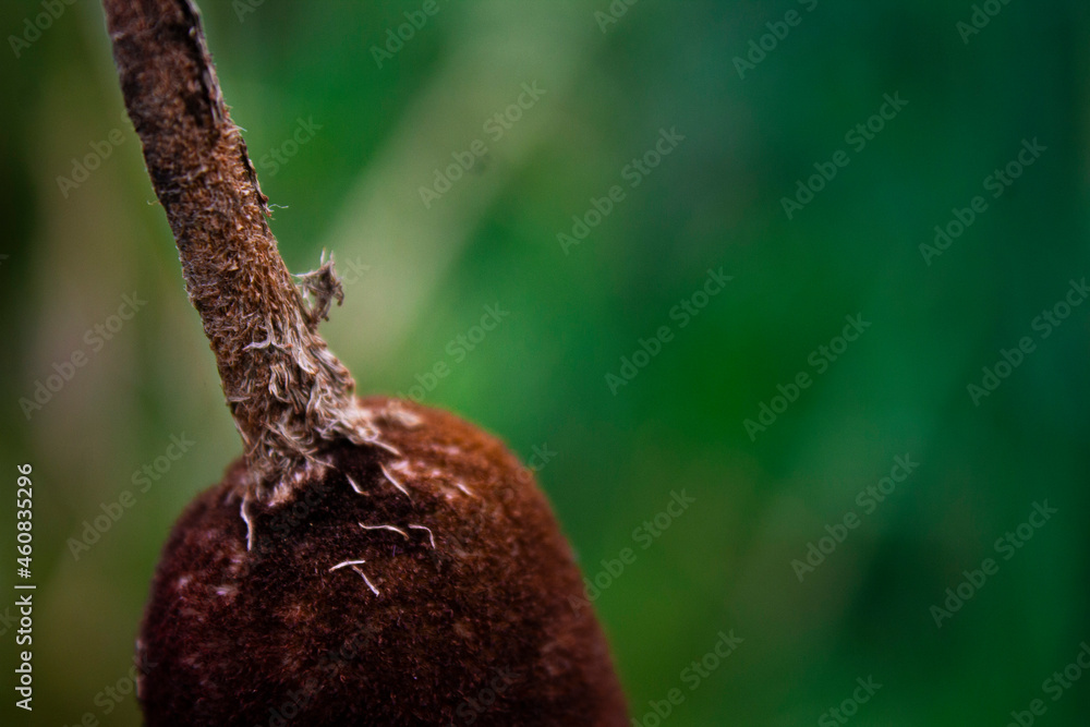 Fototapeta premium Cattail
