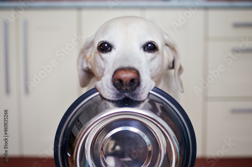 Cute labrador retriever is carrying dog bowl in his mouth. Hungry dog with sad eyes is waiting for feeding at home kitchen.. photo