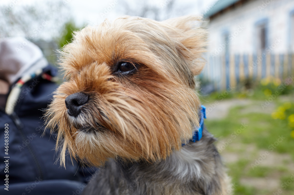 Beautiful yorkshire terrier outdoors. Portrait of nice dog