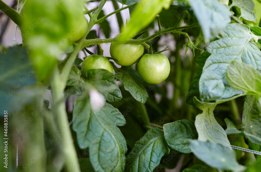 Tomato grows in a greenhouse. Growing fresh vegetables in a greenhouse Tomato grows in a greenhouse. Growing fresh vegetables in a greenhouse