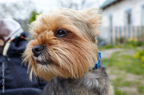 Beautiful yorkshire terrier outdoors. Portrait of nice dog