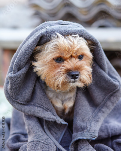 Funny yorkshire terrier in a cloak. Portrait of nice dog
