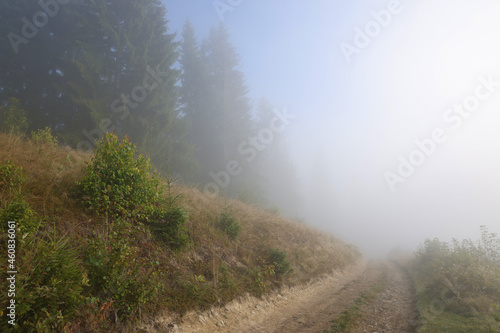 Beautiful view of path near forest in foggy morning