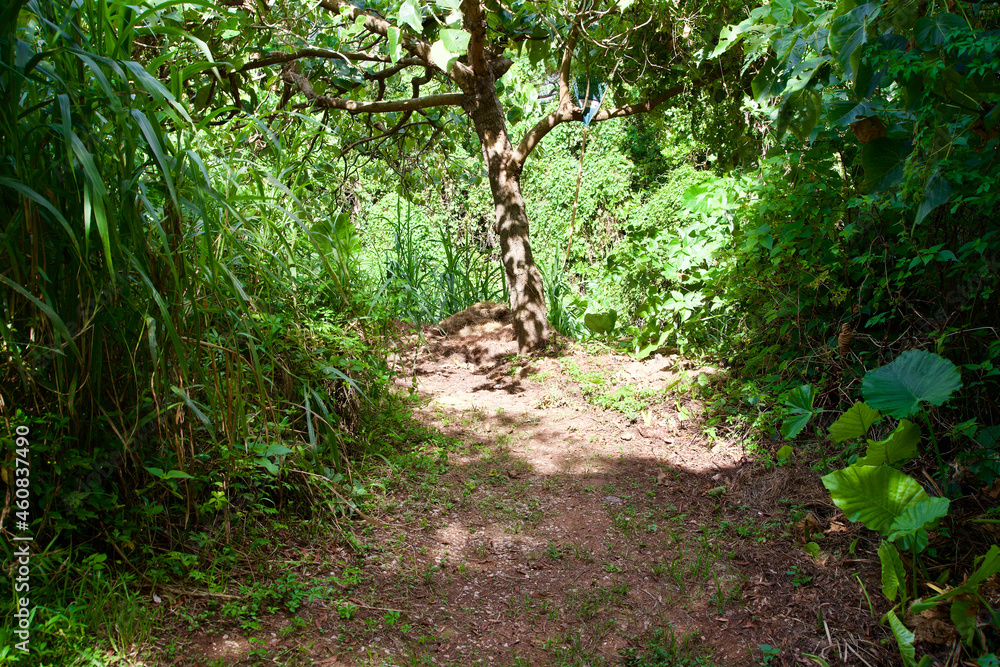 Path to the forest in Okinawa.