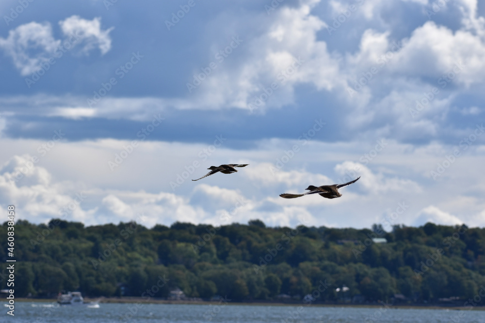 seagulls in flight