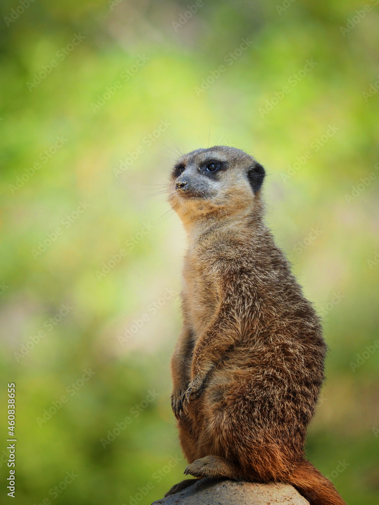 Detail portrait one meerkat, suricata in nature Detail portrait one meerkat, suricata in nature