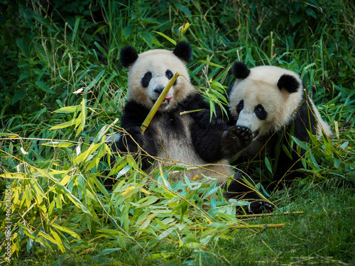Fototapeta Naklejka Na Ścianę i Meble -  Two big pandas are eating bamboo