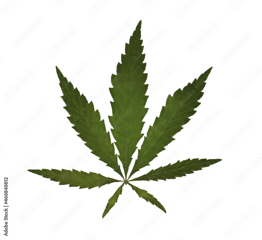 Dried, green leaf of the Cannabis plant. Isolated object on a white background. Dried, green leaf of the Cannabis plant. Isolated object on a white background.