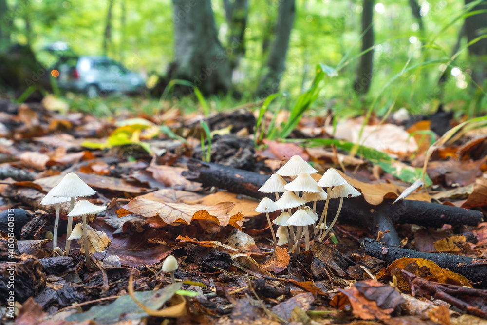 Mycena laevigata in the forest Mycena laevigata in the forest