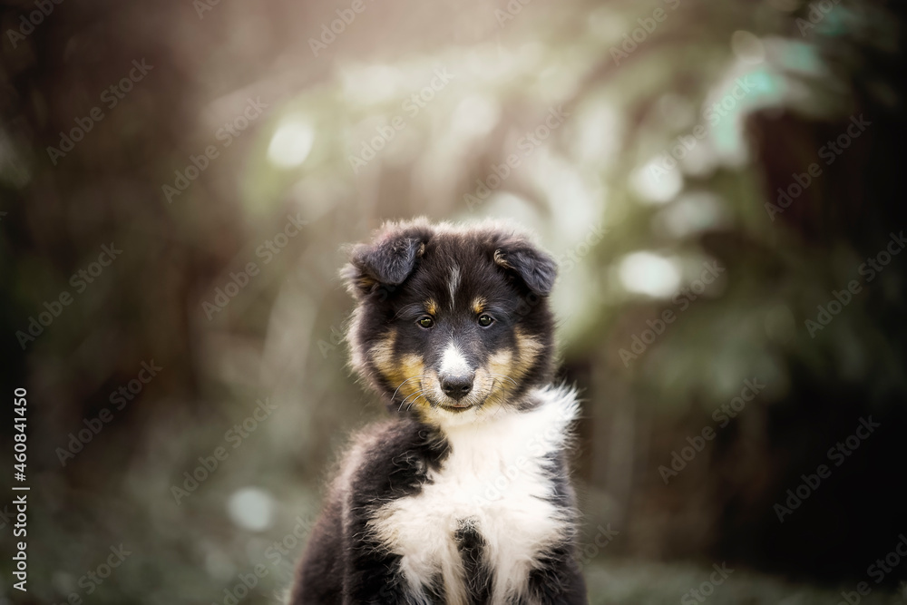 Fototapeta premium Sheltie puppy