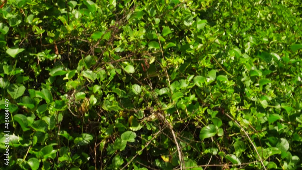 Fast tilt down shot of lush tropical vegetation to polluted and dirty water flow Fast tilt down shot of lush tropical vegetation to polluted and dirty water flow