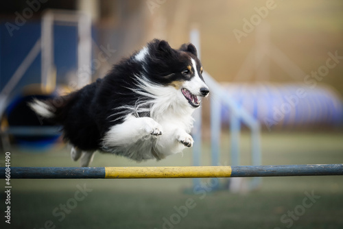 Sheltie dog agility