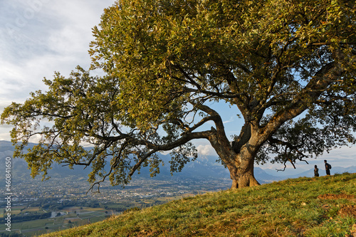 VENON, FRANCE, September 18, 2021 : On the first slopes of the Belledonne mountain range, grows an oak known to all, and probably the most photographed tree of the French Alps. photo