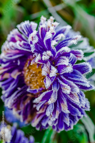close-up of a purple flower with crystals of frost in the fall 