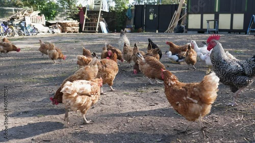 Many chicken walks peck grains food on the ground in organic farm on countryside 